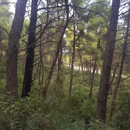 Σπίτι διακοπών Sani Forest House Παραλία Σάνη